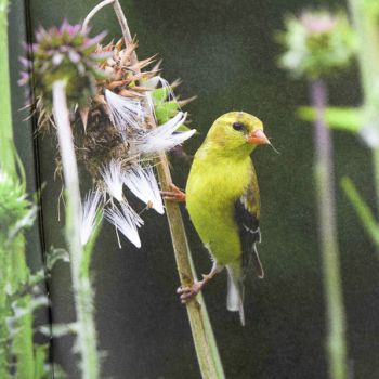 Tennessee birding tourism guide featuring American goldfinch